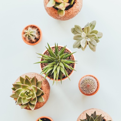 a top down view of 8 potted succulents
