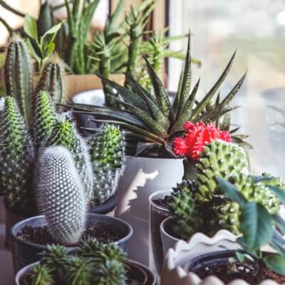 a collection of cacti placed by a window