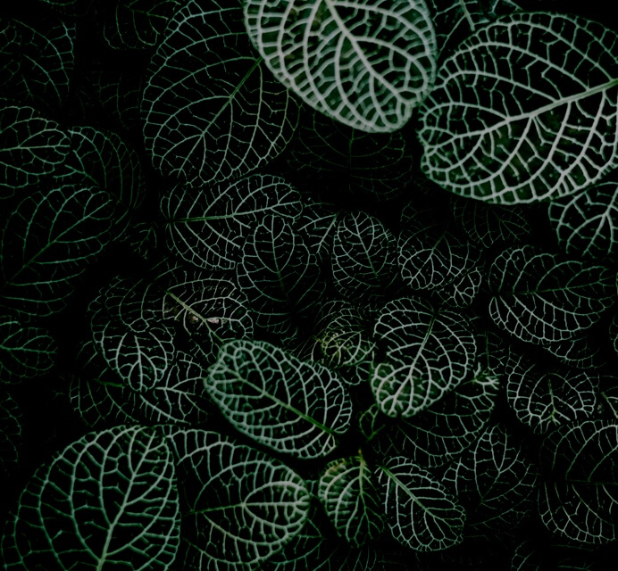 a bunch of green leaves