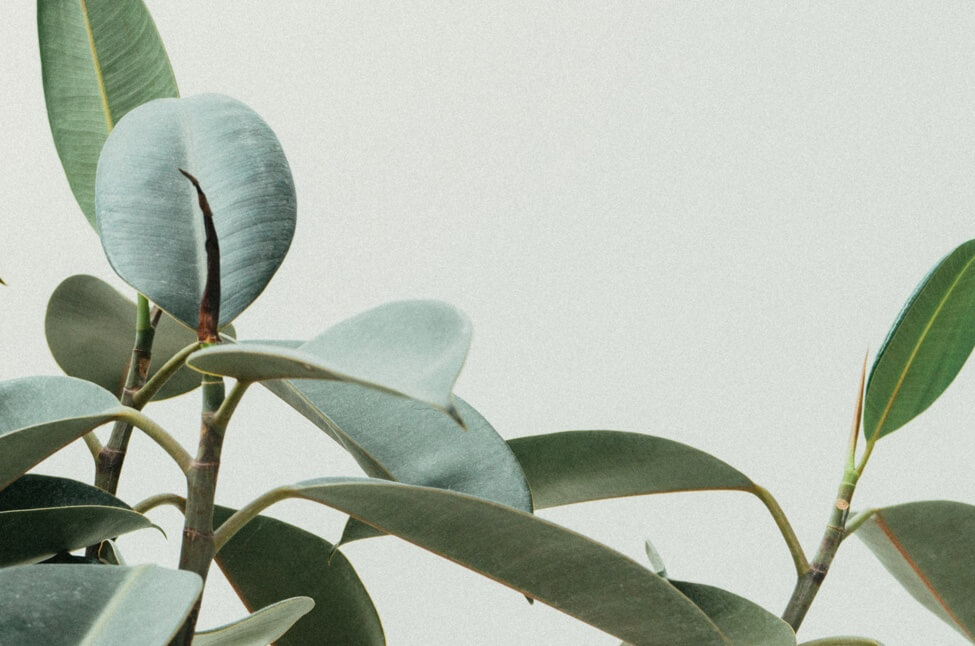a group of green leaves in front of a grey background