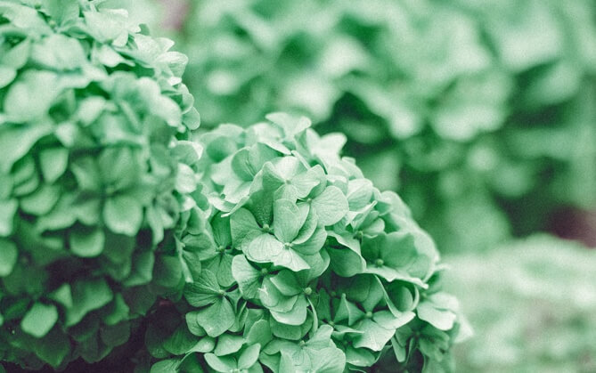 a bunch of leafy green flowers